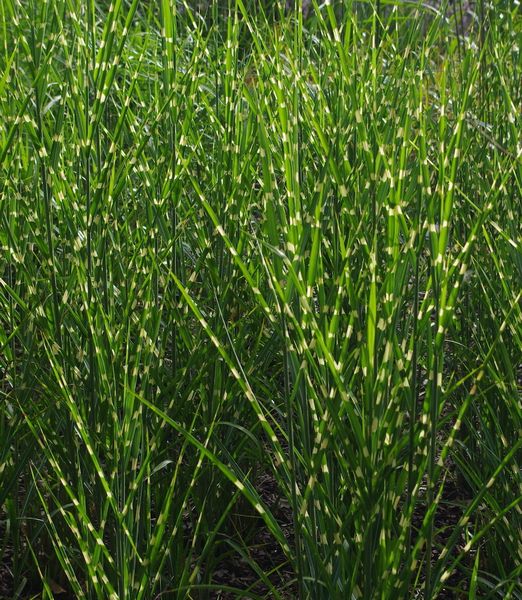 Miscanthus sinensis 'Strictus'